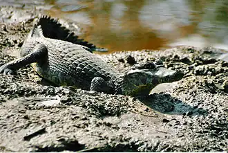 Якарский кайман