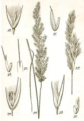 Ботаническая иллюстрация Якоба Штурма из книги Deutschlands Flora in Abbildungen, 1796  1 — Calamagrostis canescens (Вейник седеющий); 2 — Calamagrostis pseudophragmites (Вейник ложнотростниковый); 3 — Calamagrostis epigejos (Вейник наземный)