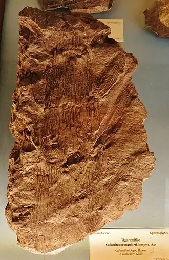 Отпечаток ствола и ветвей каламита Calamites brongniarti возрастом около 300 млн лет