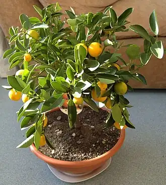 Плодоносящий каламондин в горшке.