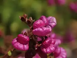 Calceolaria purpurea