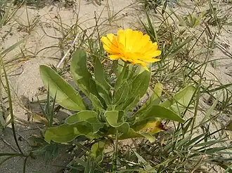 Общий вид цветущего растения