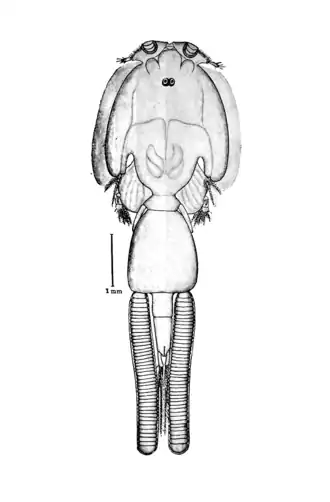 Самка с яйцевыми мешками