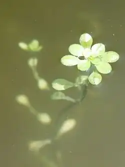 Болотник японский (Callitriche japonica)