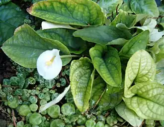 Callopsis volkensiiв Берлинском ботаническом саду