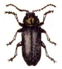 Calomicrus pinicola