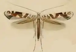 Gracillaria syringella