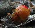 Студневидный внешний слой Calostoma cinnabarinum