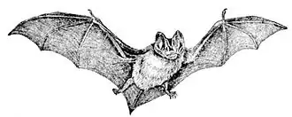 Европейская широкоушка