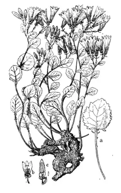 a — прикорневой лист, b — продольный разрез цветка, c — бутон