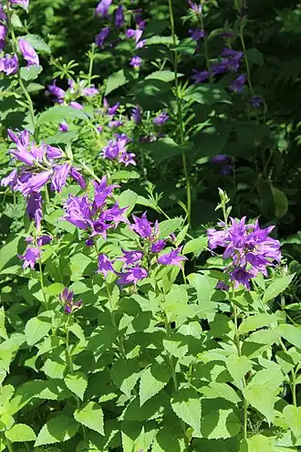 Колокольчик широколистный (типовой вид)