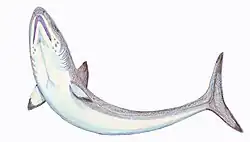 Campodus sp. из карбона Небраски