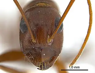 Camponotus turkestanicus