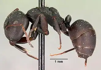 Camponotus edmondi
