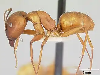 Муравей Camponotus kelleri