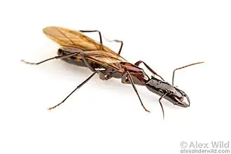 Крылатая самка Camponotus mirabilis