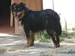 Кан де Чира