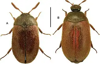 самец  (А) и самка  (В) кожееда Смирнова