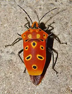 Клоп щитник-черепашка Cantao ocellatus