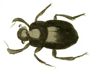 Canthon pilularius