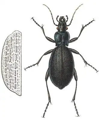 Carabus intricatus