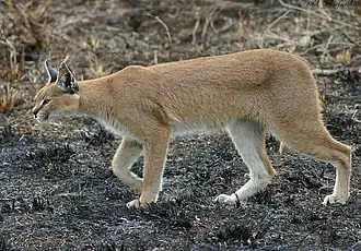 Каракал (Caracal caracal)