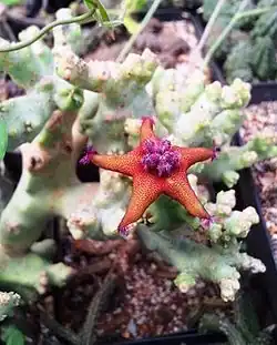 Desmidorchis lavrani