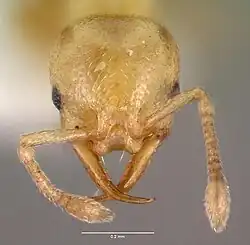 Голова эргатоидного самца