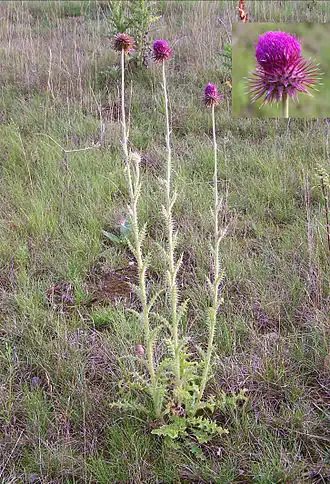 Чертополох поникающий (Carduus nutans) — типовой вид типового рода подтрибыОбщий вид цветущего растения, соцветие.