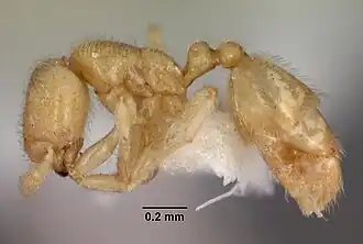 Рабочий муравей Carebara vidua
