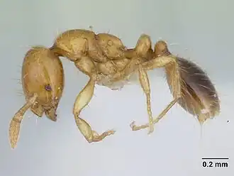 Муравей Carebarella bicolor