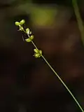 Осока тонкая (Carex disperma)