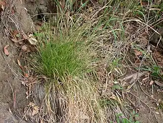 Общий вид растения, Япония