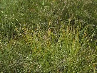 Общий вид растения