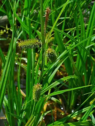 Общий вид, Ботанический сад в Карлсруэ, Германия
