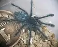 Avicularia versicolor первой линьки.