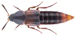 Carphacis striatus