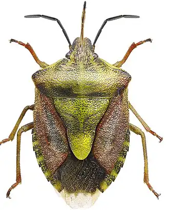 Carpocoris purpureipennis