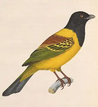 Буробокий ягодоед