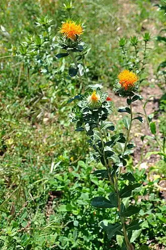 Цветущий сафлор красильный