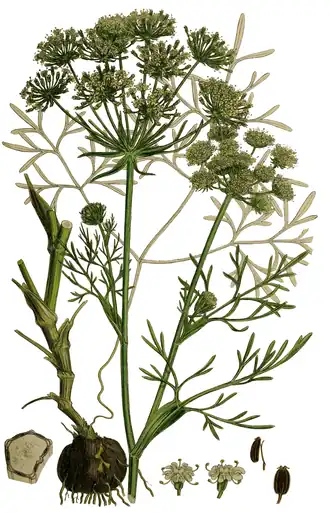 Ботаническая иллюстрация из 3-го издания книги English Botany (1865)