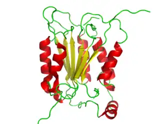 Структура каспазы 1 (CASP1), первоначально называемая интерлейкин-1 бета-конвертирующим ферментом (ICE), является первой человеческой каспазой, которая была идентифицирована.