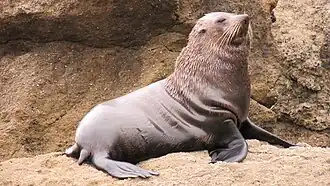 Новозеландский морской котик на пляже возле Каслпойнт[англ.], Новая Зеландия