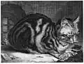 Спящий кот. 1657. Офорт, резец. Британский музей, Лондон