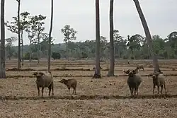 Азиатские буйволы