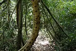 Тропический лес