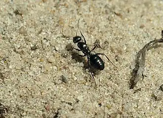 Степной бегунок