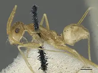 Рабочий муравей Cataglyphis pallida