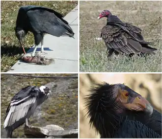 Верхний ряд: американская чёрная катарта, гриф-индейка;
Нижний ряд: андский кондор, калифорнийский кондор.