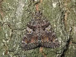 Покровительственная окраска малиновой ленточницы